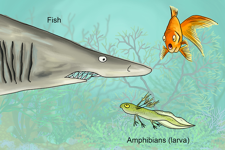 Image showing fish and amphibians_larva use gills to breathe